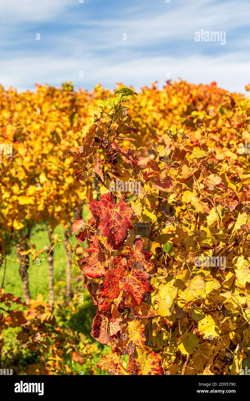 Le piante di vino nel vigneto in autunno Foto Stock
