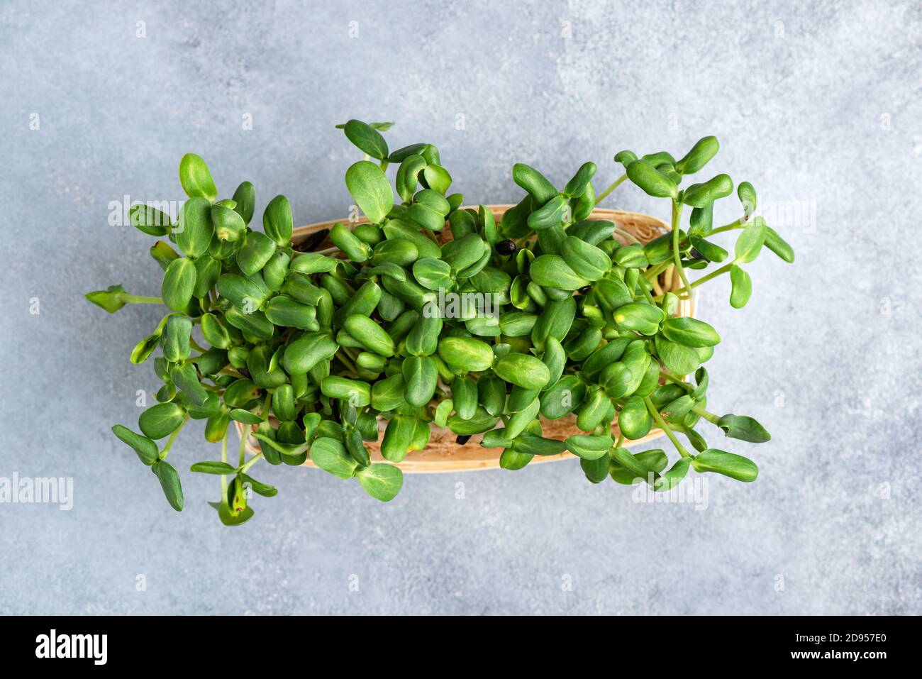 Germogli di girasole micro verde in scatola di legno, vista dall'alto. Supercibo sano Foto Stock