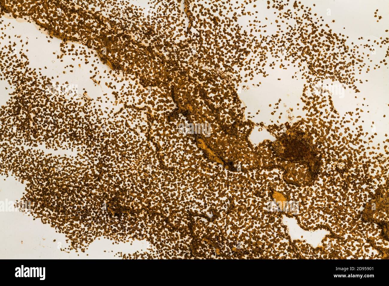 Nido di termite su un foglio di carta Foto Stock