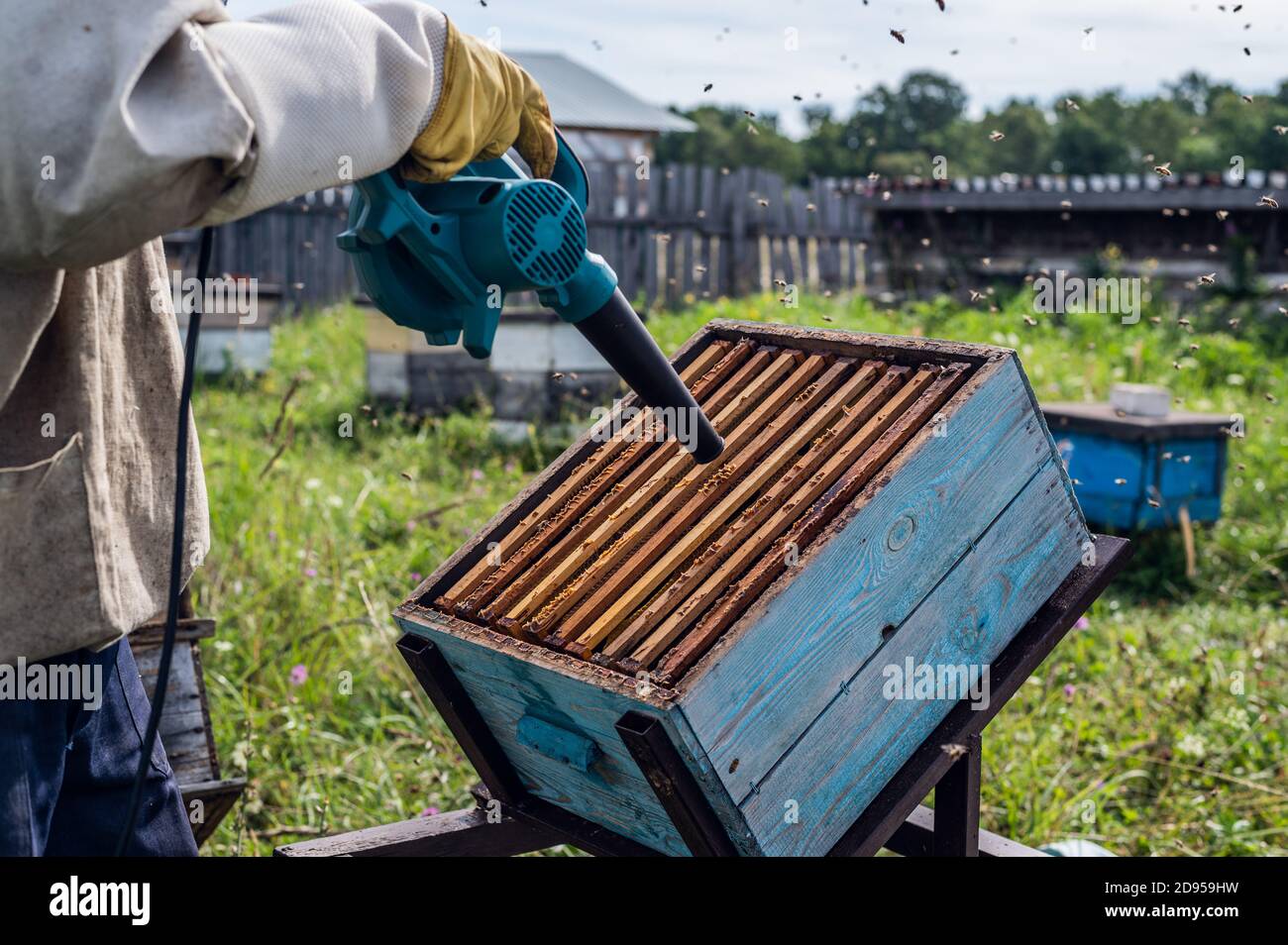 Un apicoltore sta usando un soffiatore, soffiando aria all'interno dell'alveare pieno di api mordibili di lavoro per estrarre il nido d'ape ed estrarre il miele. Foto Stock
