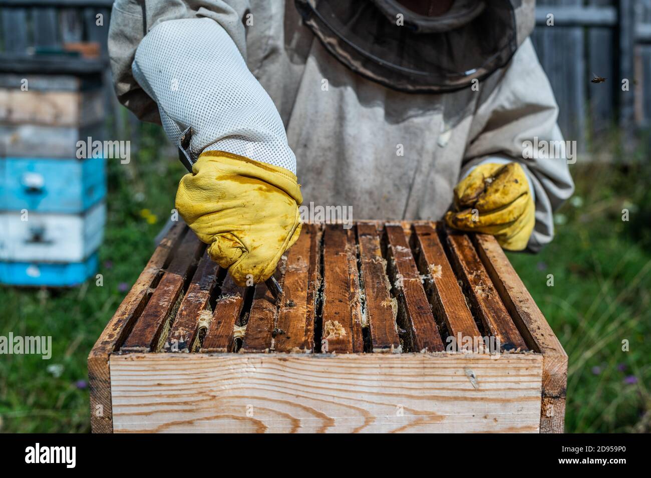 Raccolta del miele in apiary. Api su nido d'ape. L'apicoltore rimuove la  cera d'api in eccesso per estrarre la cornice con il miele Foto stock -  Alamy