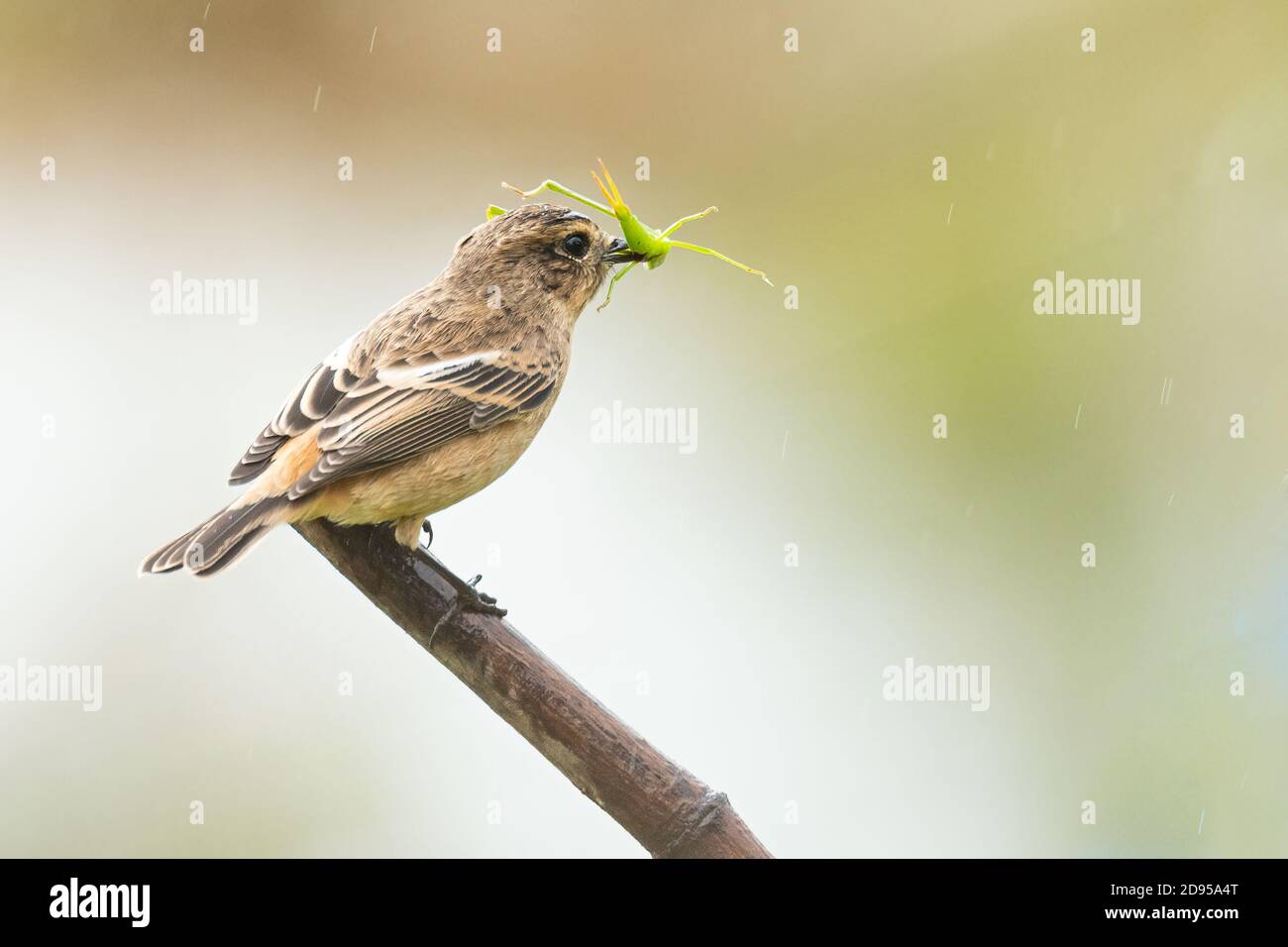 Female Pied Bushchat raccogliendo un gracopper che perching su un persico Foto Stock