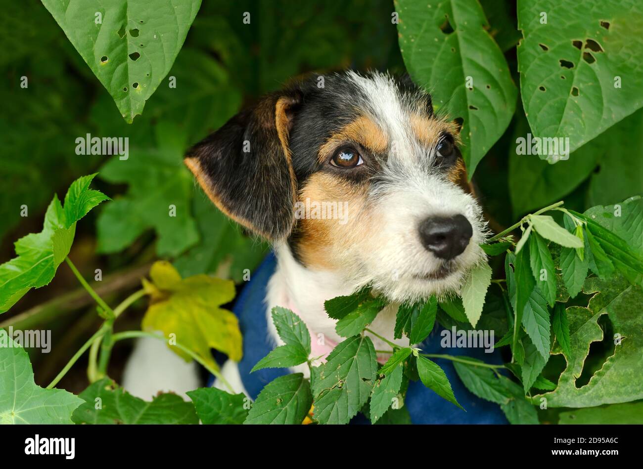 Un cane di puppy carino sta nascondendo nelle foglie che osservano Timido Foto Stock