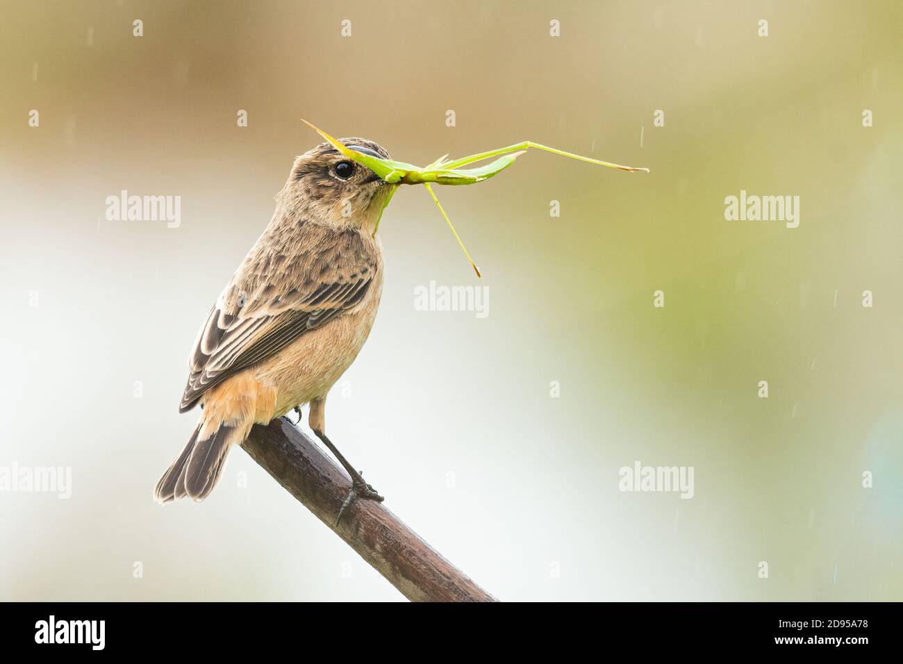 Female Pied Bushchat raccogliendo un gracopper che perching su un persico Foto Stock