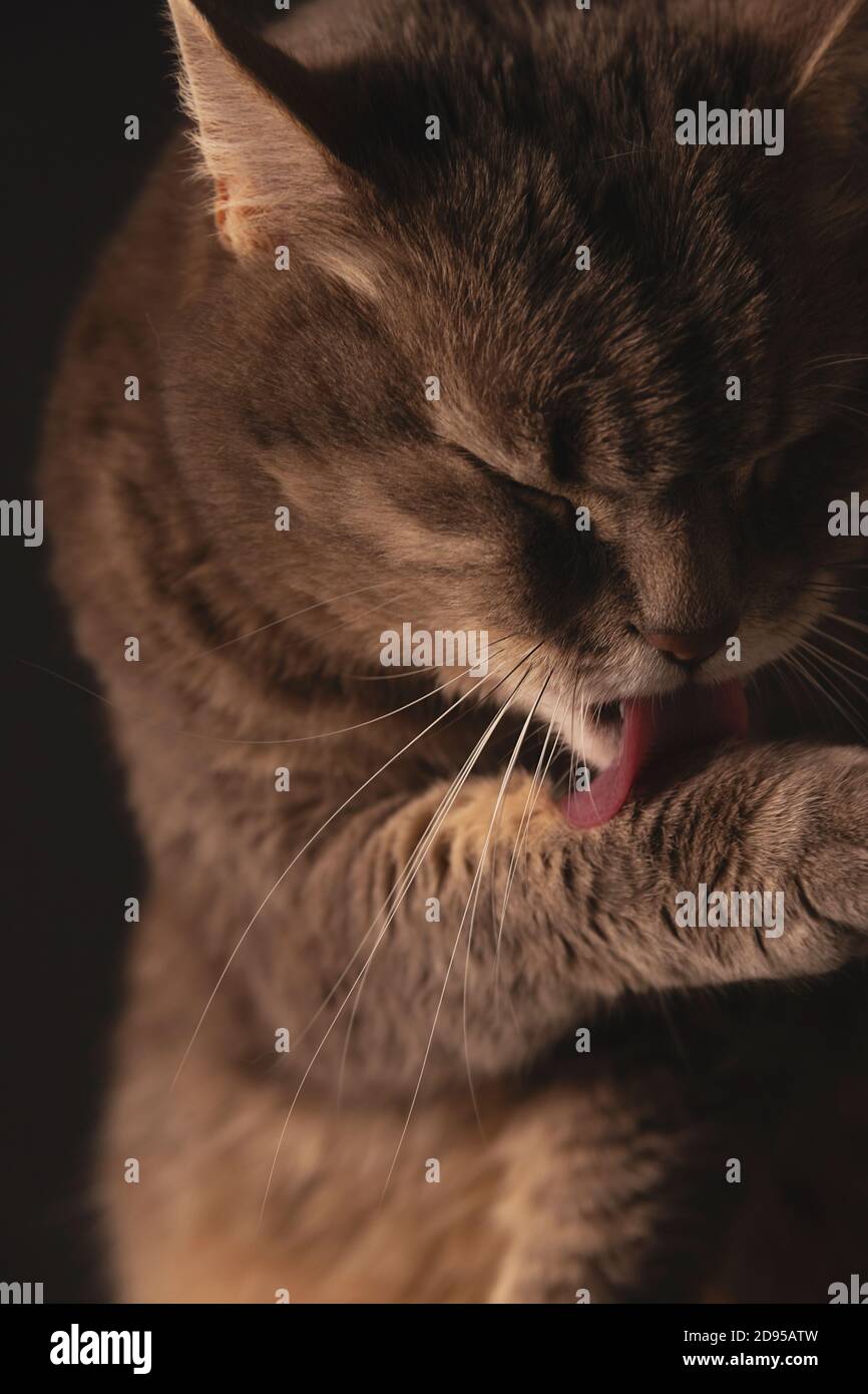 Gatto domestico è carino lavando e leccando zampa Foto Stock