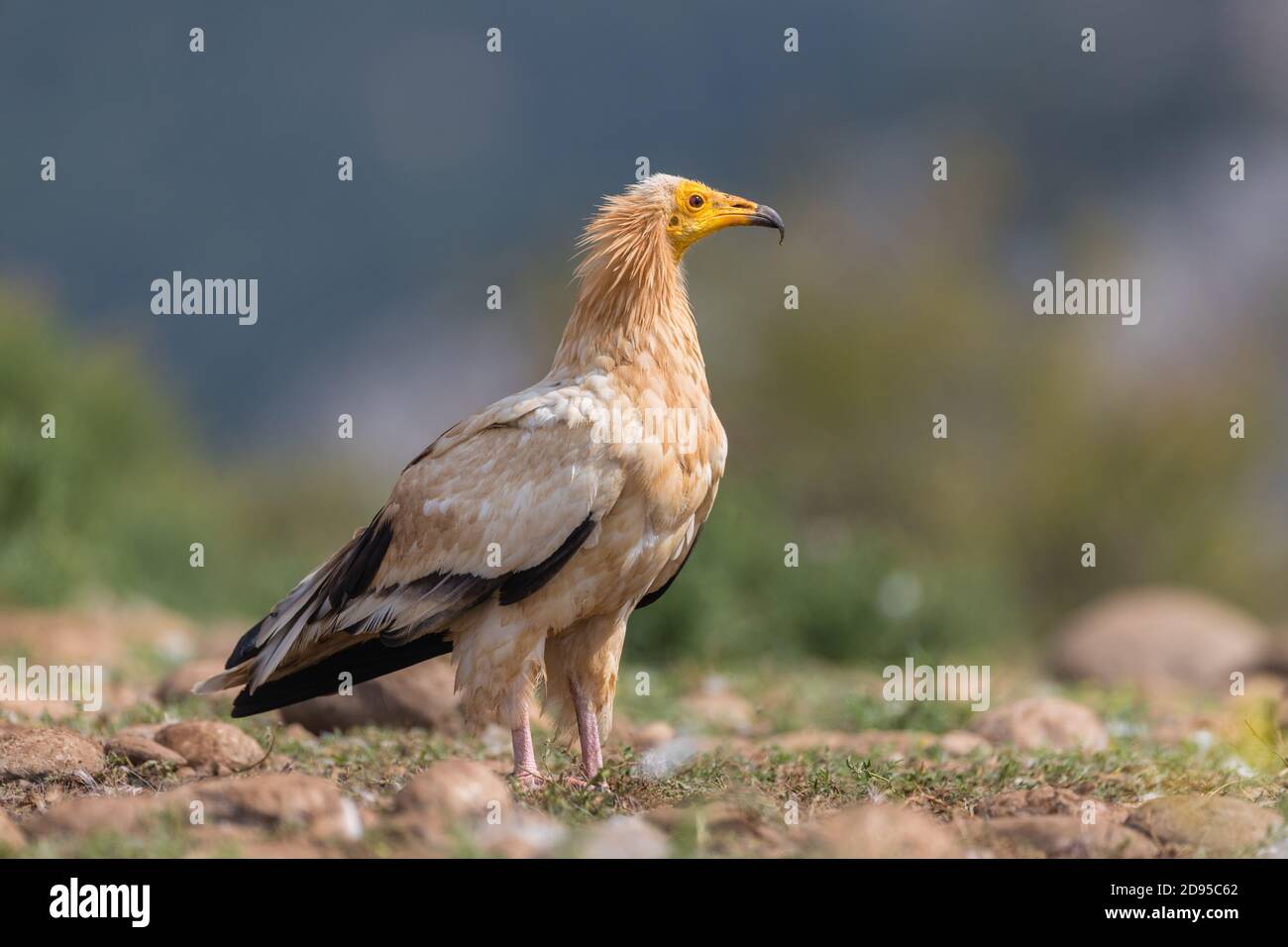 Avvoltoio egiziano adulto (Neophron percnopterus) in catalano prePirenei, Catalogna, Spagna Foto Stock