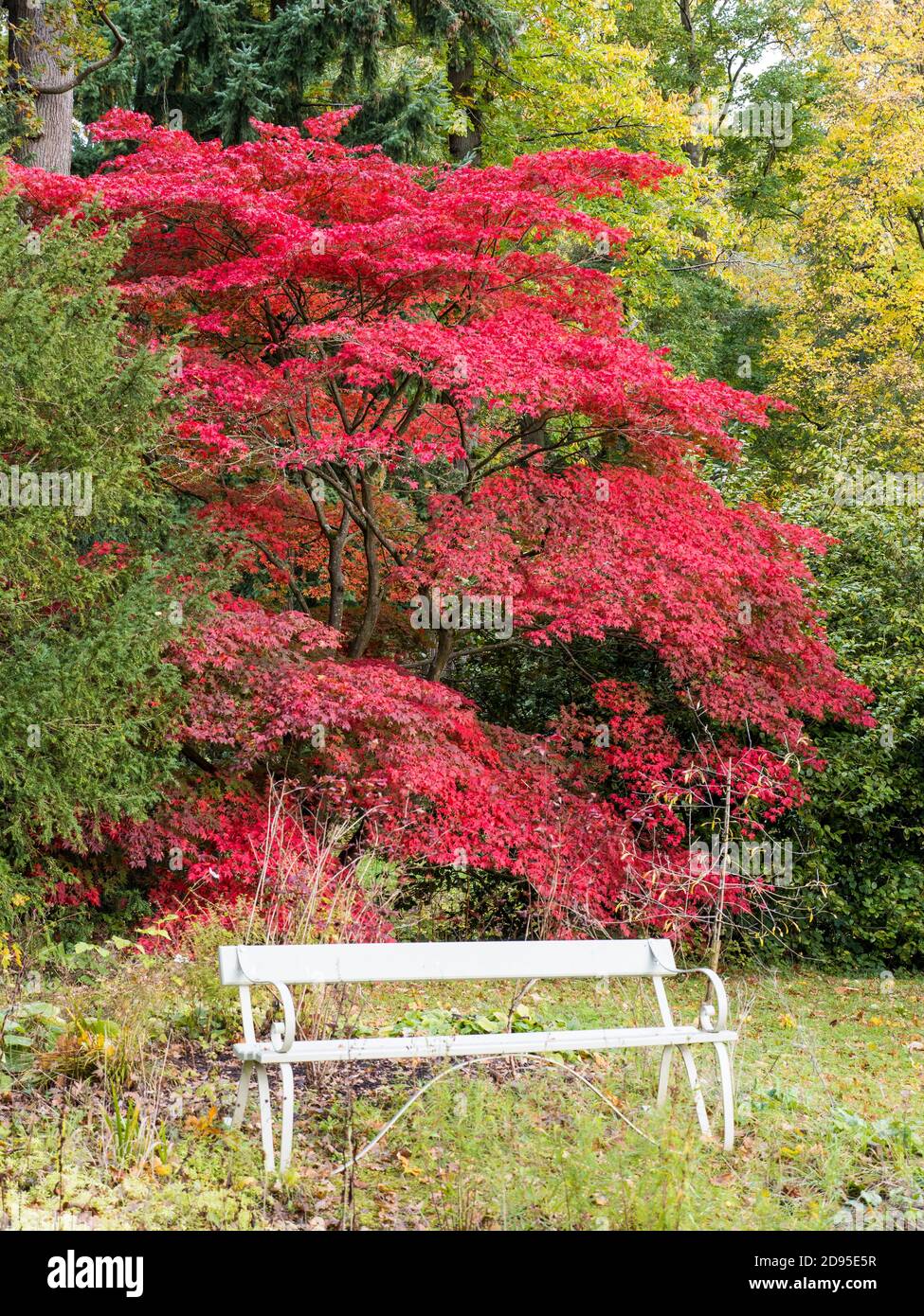 Red Tree and White Garden Chair, Englefield House Gardens, Englefield, Berkshire, Inghilterra, Regno Unito, GB. Foto Stock