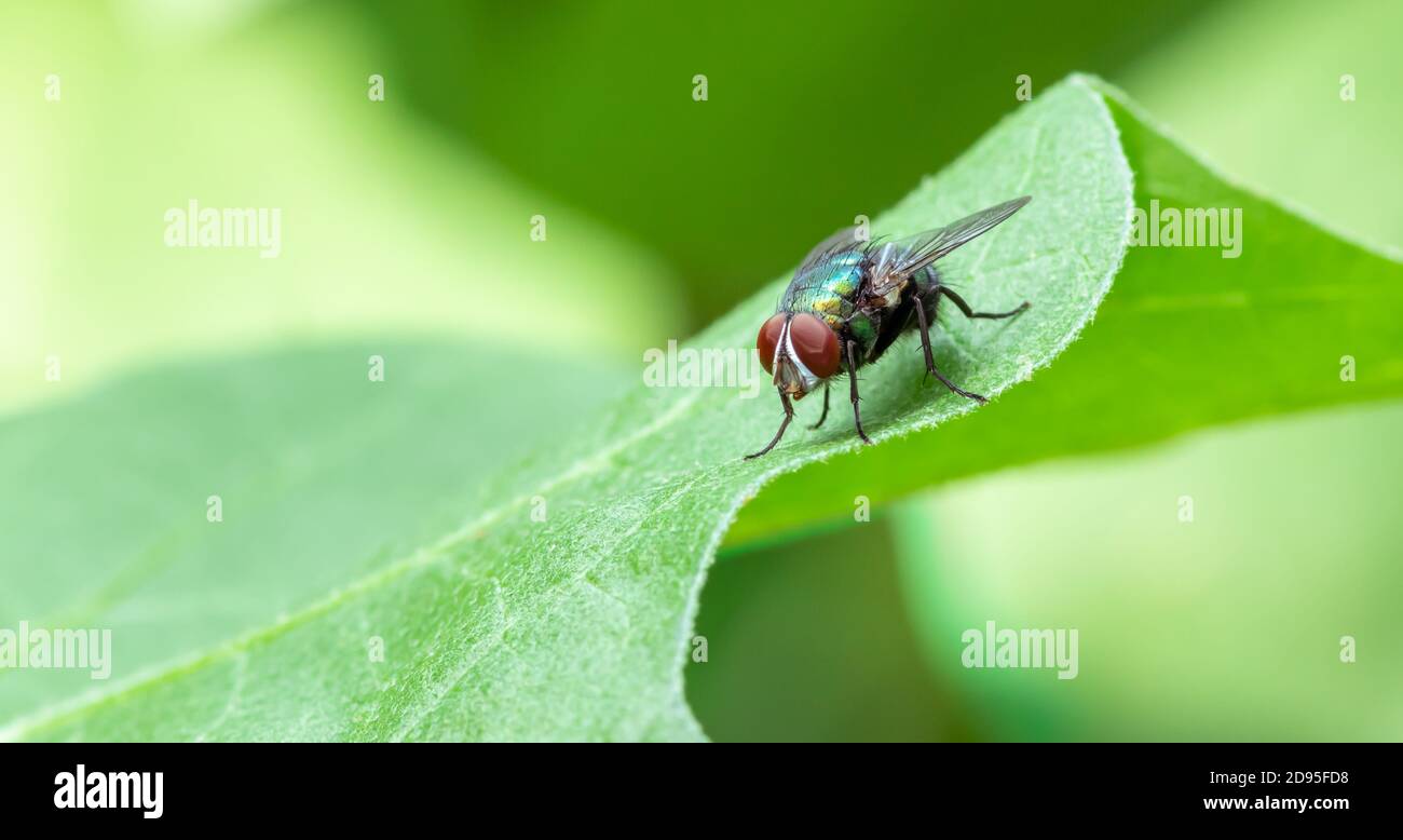 Casa comune su una foglia verde nel giardino vicino foto macro su Foto Stock