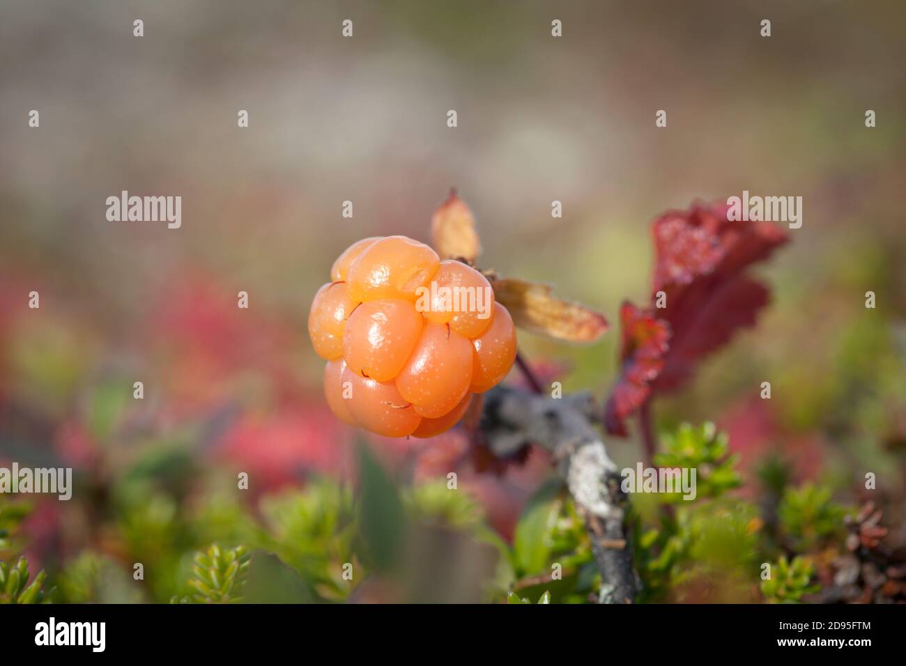 Bacche mature, bacche nuvolosa e mela al forno a terra. Rubus chamaemorus, Foto Stock