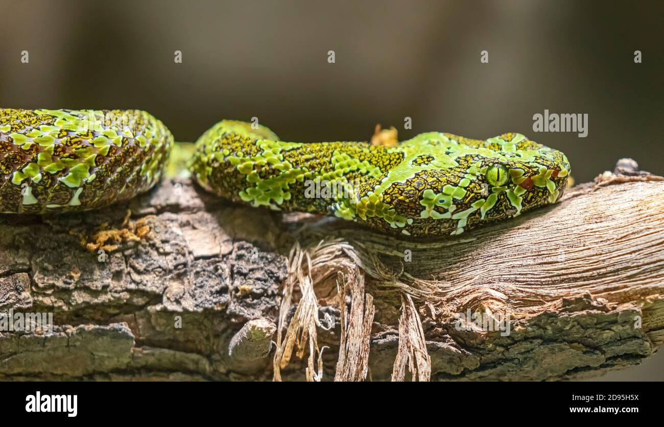 Vista ravvicinata di una vipera Mangshan Pit (Protobothrops mangshanensis) Foto Stock