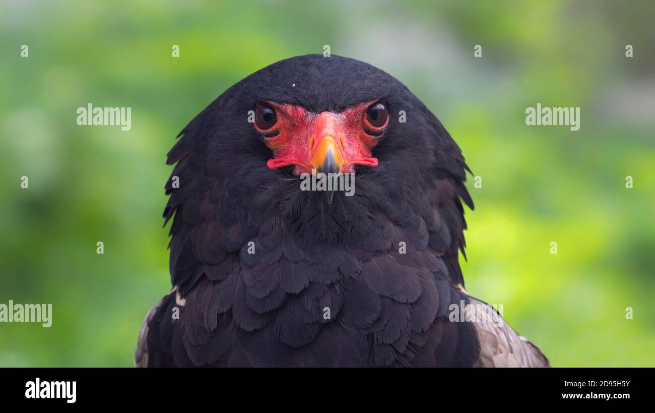 Vista ravvicinata di un Bateleur (Terathopius ecaudatus) Foto Stock