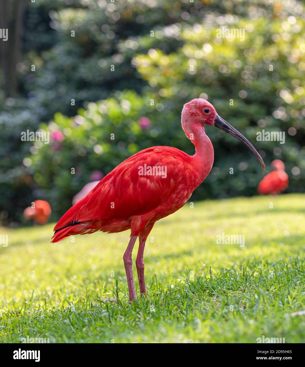 Visualizzazione verticale di un Scarlet Ibis (Eudocimus ruber) Foto Stock