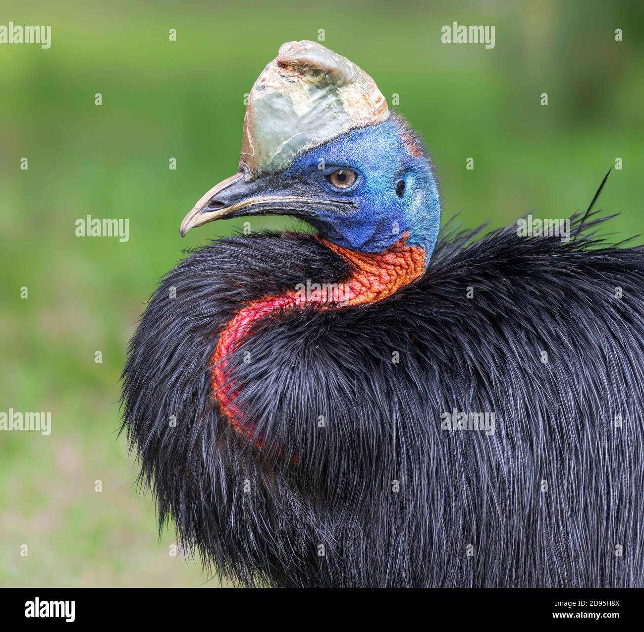 Vista ravvicinata di un cassovaio settentrionale (Casuarius unappendiculatus) Foto Stock