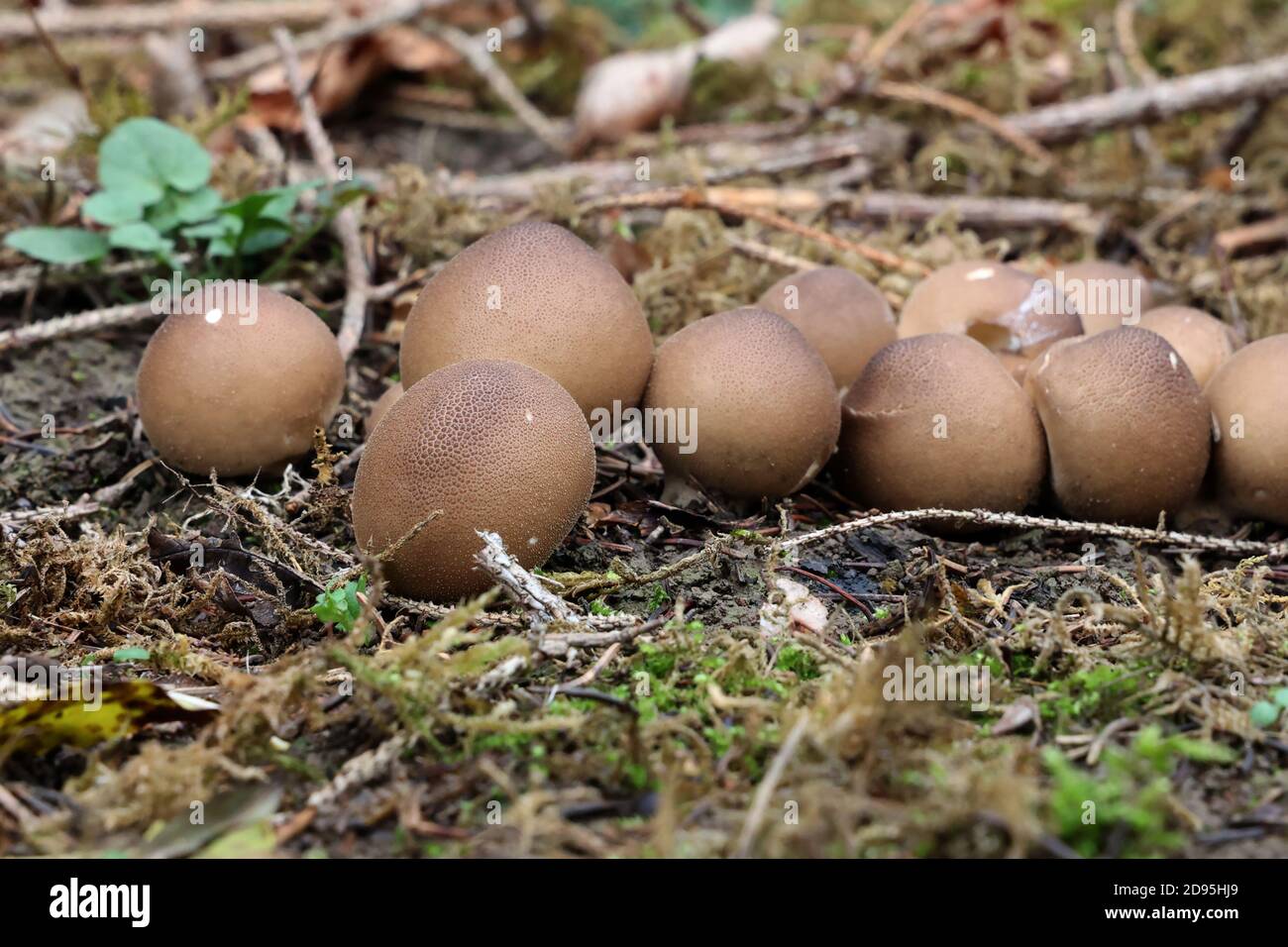 Funghi autunnali sotto forma di palle Foto Stock