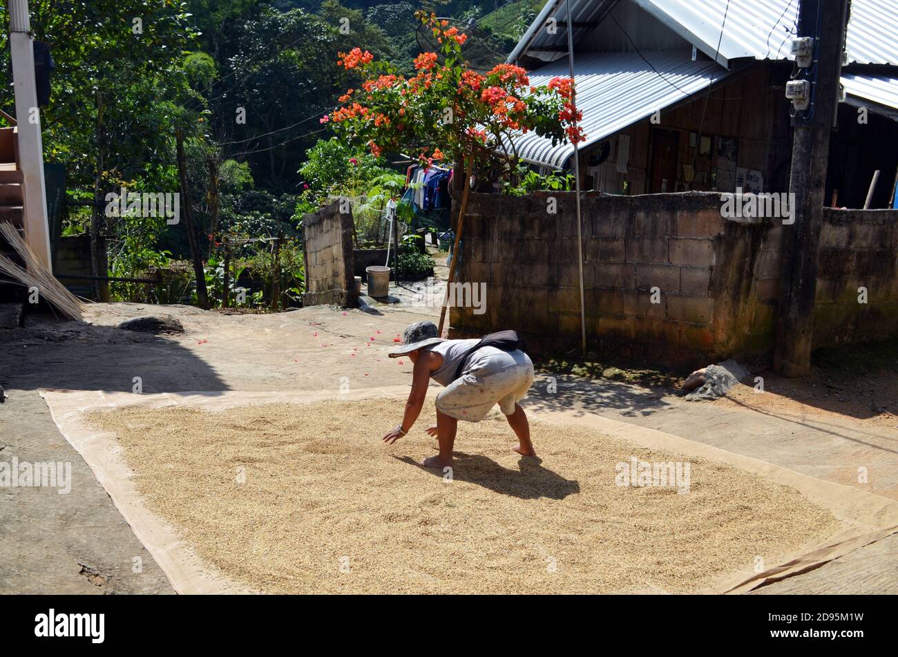 Chiang Rai, Thailandia - Akha Village, uomo che sparge il riso Foto Stock