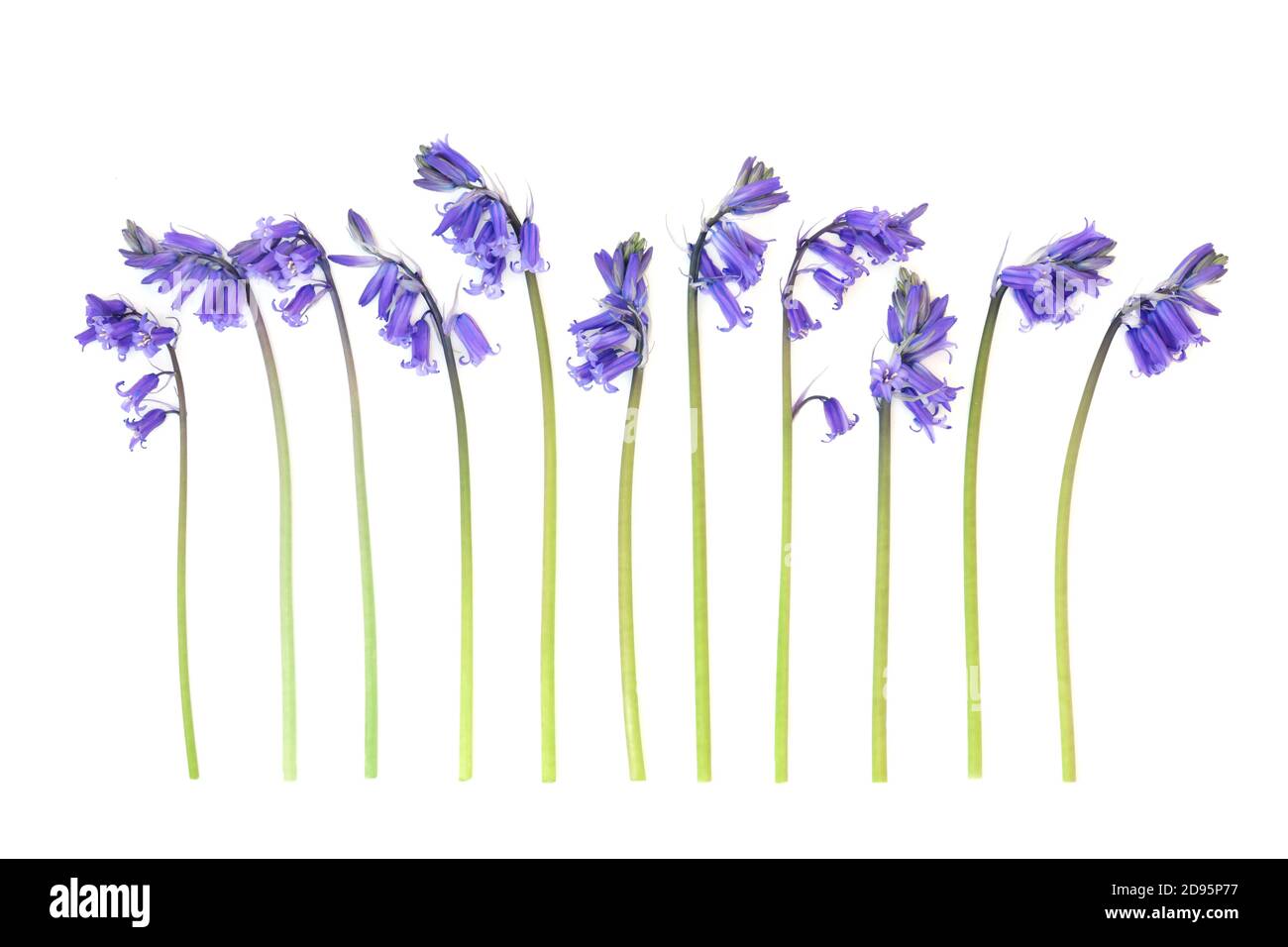 Primavera fiori di bluebell incolti in una linea su sfondo bianco. Foto Stock