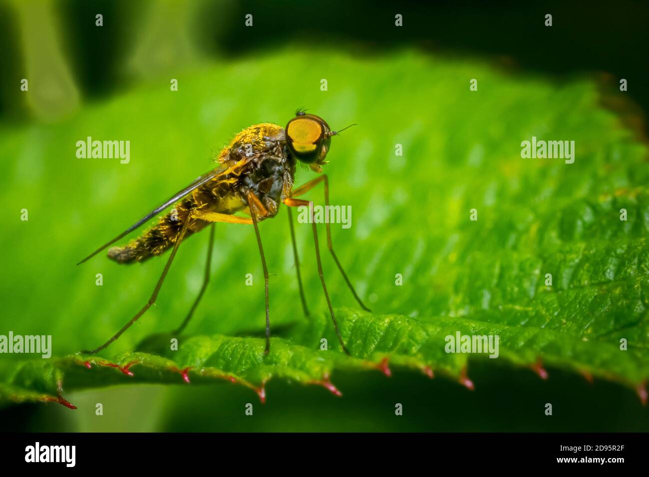 Robber vola Foto Stock