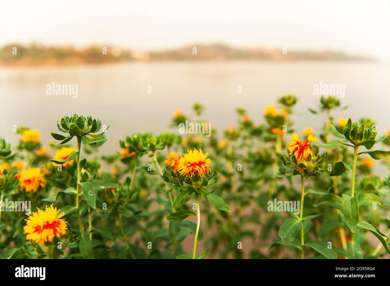 Campo fiorito di fiori gialli rossi sulla riva del fiume al tramonto, fiori gialli colorati con centro rosso sono in fiore sulla riva del fiume Mekong in estate. Foto Stock