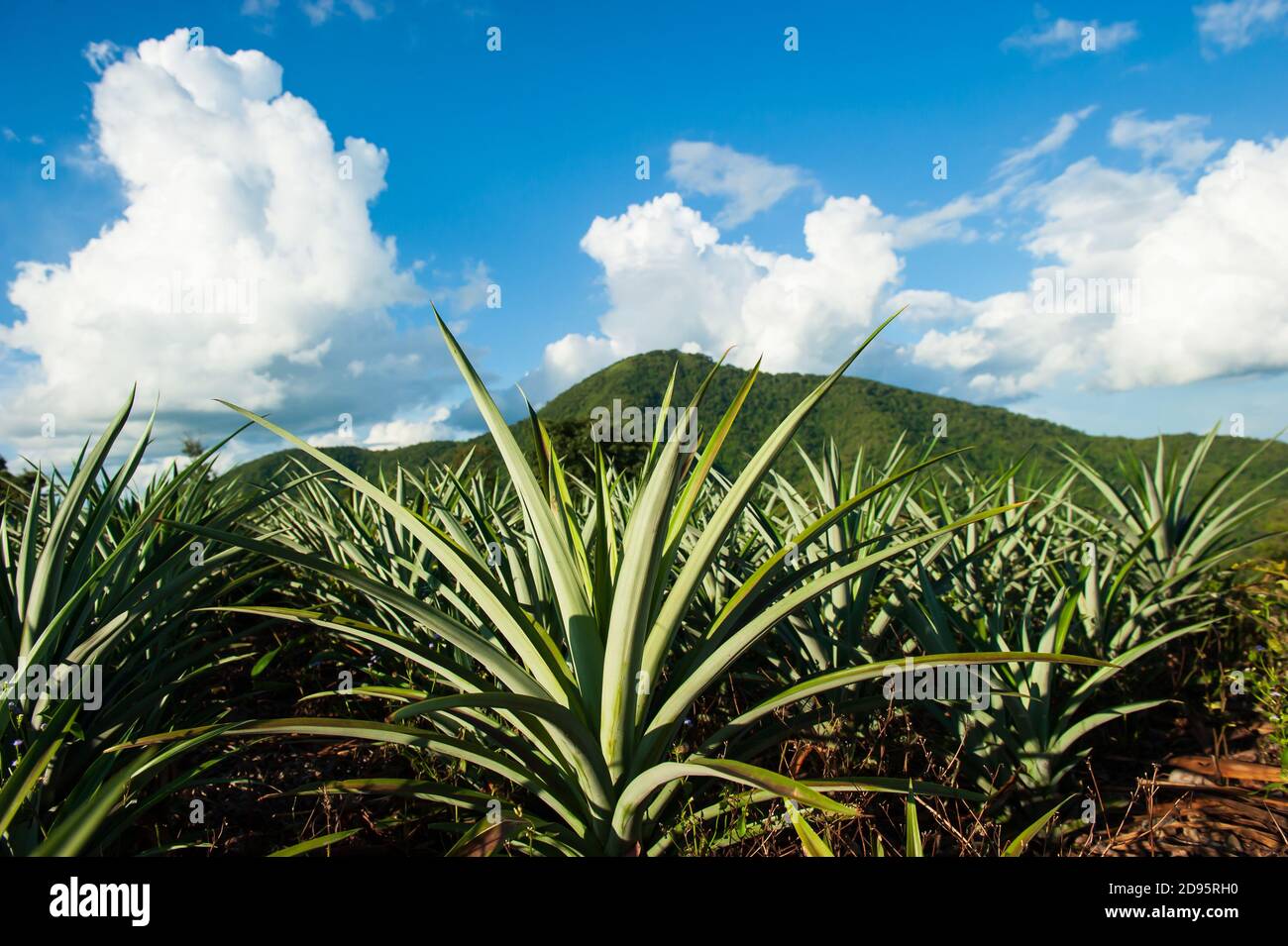 Paesaggio di piantagione di ananas su una collina tropicale in estate soleggiata, montagna e cielo blu con le nuvole in background. Messa a fuoco selettiva. Foto Stock