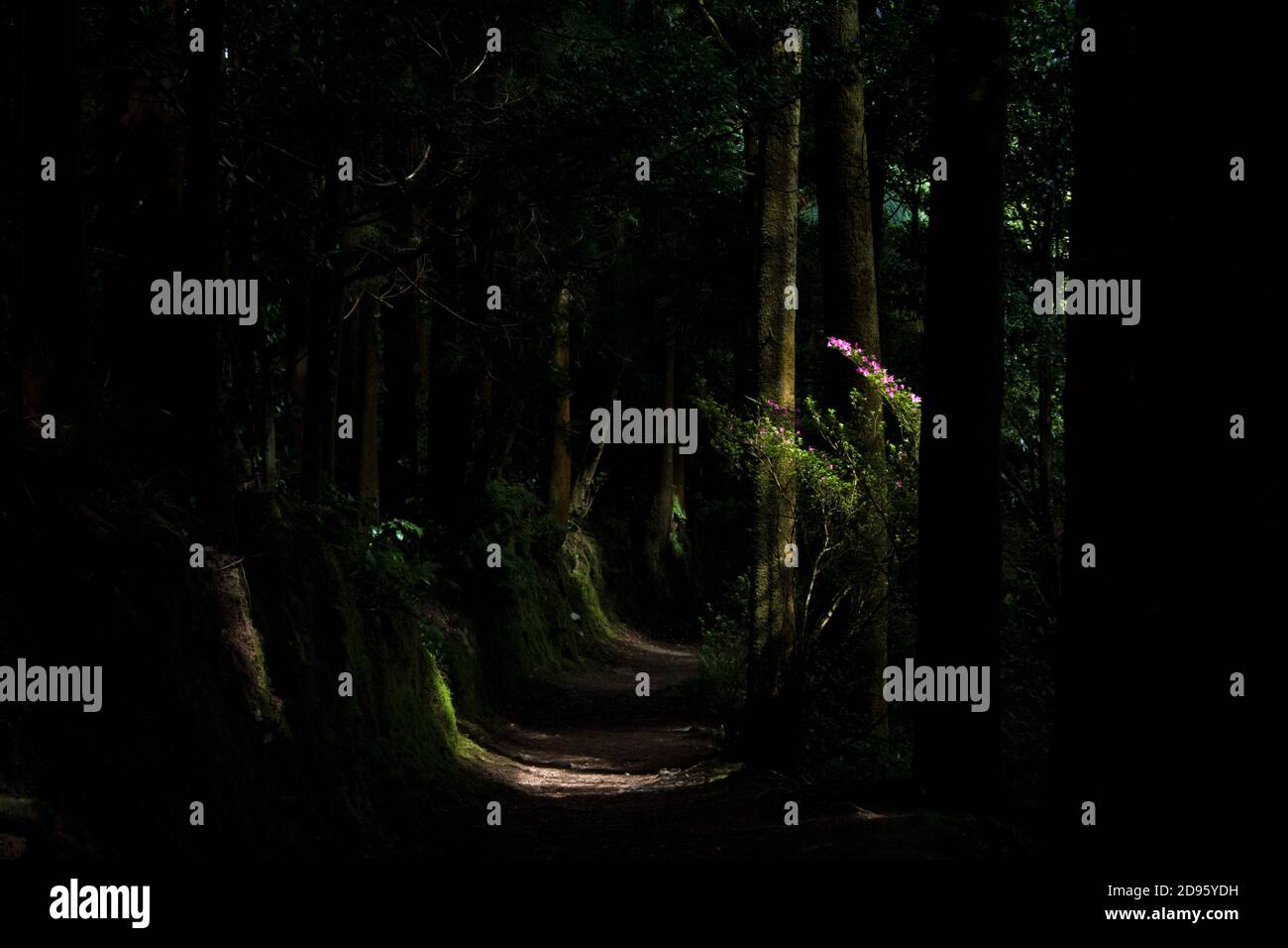 Ambiente di foresta scuro con percorso tra alberi con raggi di sole vegetazione illuminante ai lati della strada Foto Stock