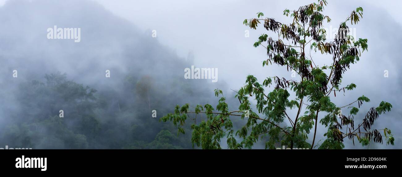 Nebbia sulla montagna al mattino Foto Stock