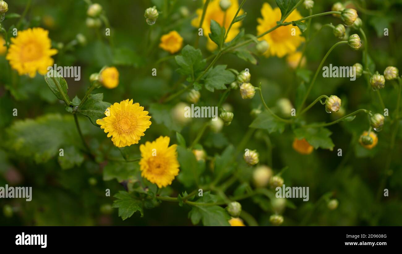 Fiori di crisantemo che fioriscono nella natura Foto Stock