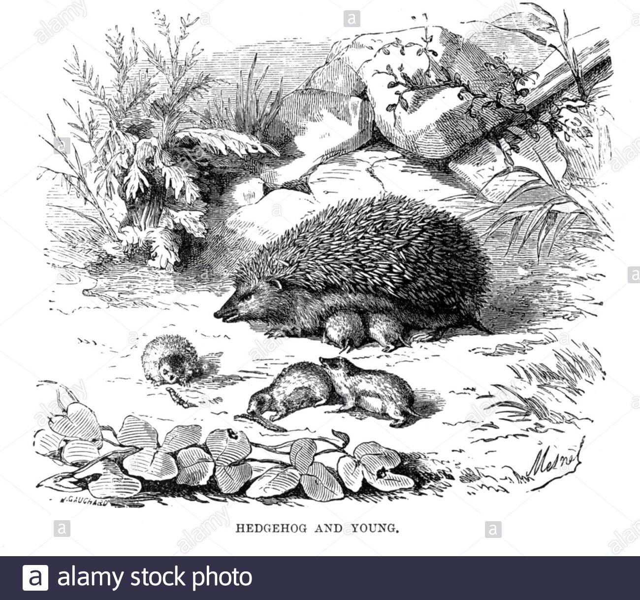 Hedgehog comune con giovane, illustrazione vintage dal 1893 Foto Stock