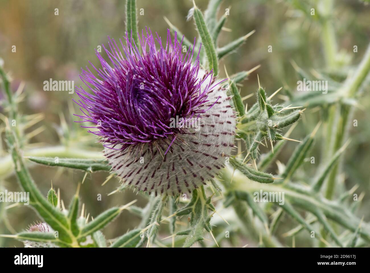Thistle lanoso (Cirsium eriophorum) fiore, una infiorescenza di cinosi, globulare con capelli, spine e diversi fiori di disco viola, Berkshire, luglio Foto Stock
