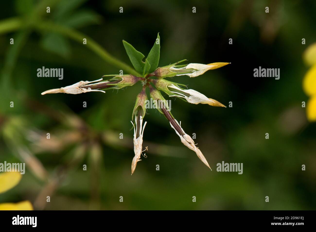 Testa di semi di uccello-piede-trifoglio (loto pendunculatus) con cialde disposte come un uccello, piede, Berkshire, luglio Foto Stock