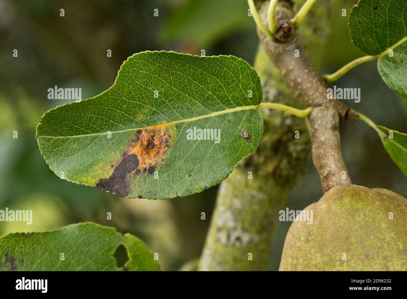 Ruggine europea di pera o ruggine di pero (Gymnosporangium sabinae) lesioni sulla superficie superiore di una foglia di pera, Berkshire, settembre Foto Stock