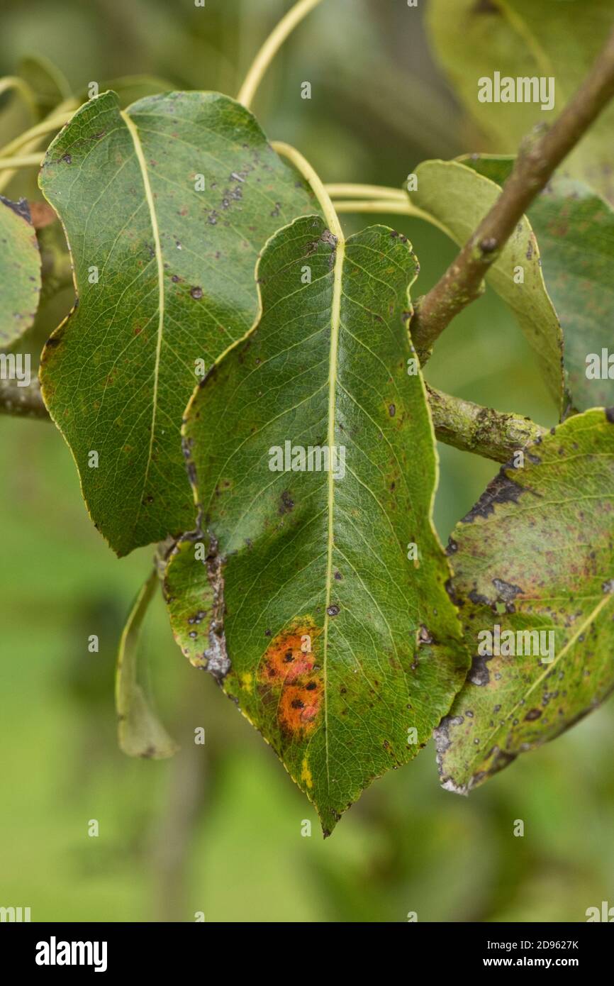 Ruggine europea di pera o ruggine di pero (Gymnosporangium sabinae) lesioni sulla superficie superiore di una foglia di pera, Berkshire, settembre Foto Stock