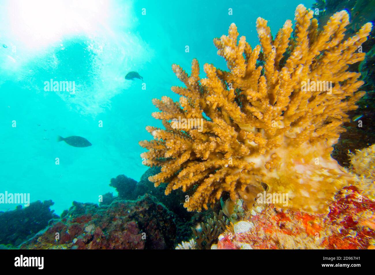 Coralli duri, Coral Reef, South Malé Atoll, Maldive, Oceano Indiano, in Asia. Foto Stock