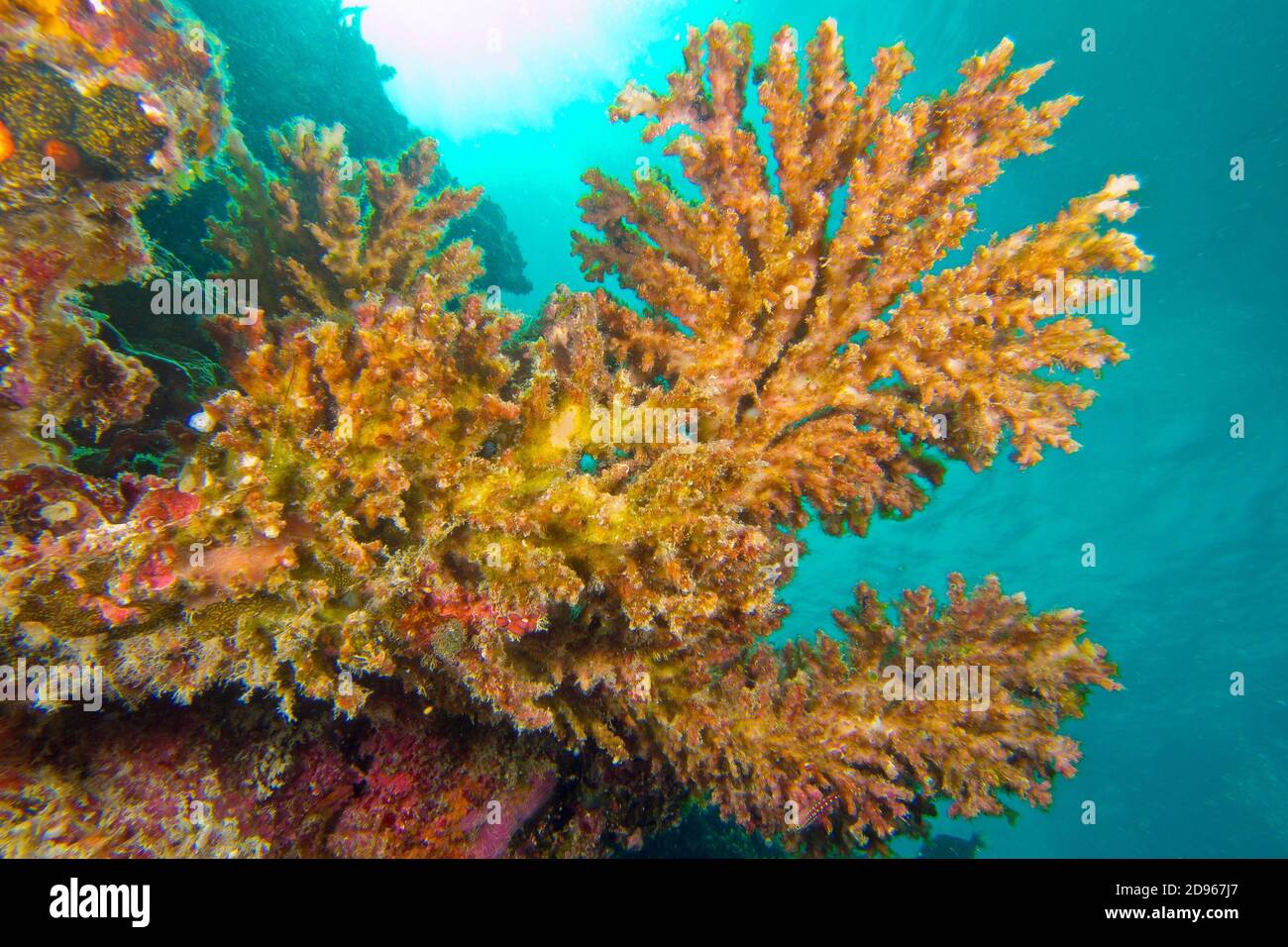 Coralli duri, Coral Reef, South Malé Atoll, Maldive, Oceano Indiano, in Asia. Foto Stock