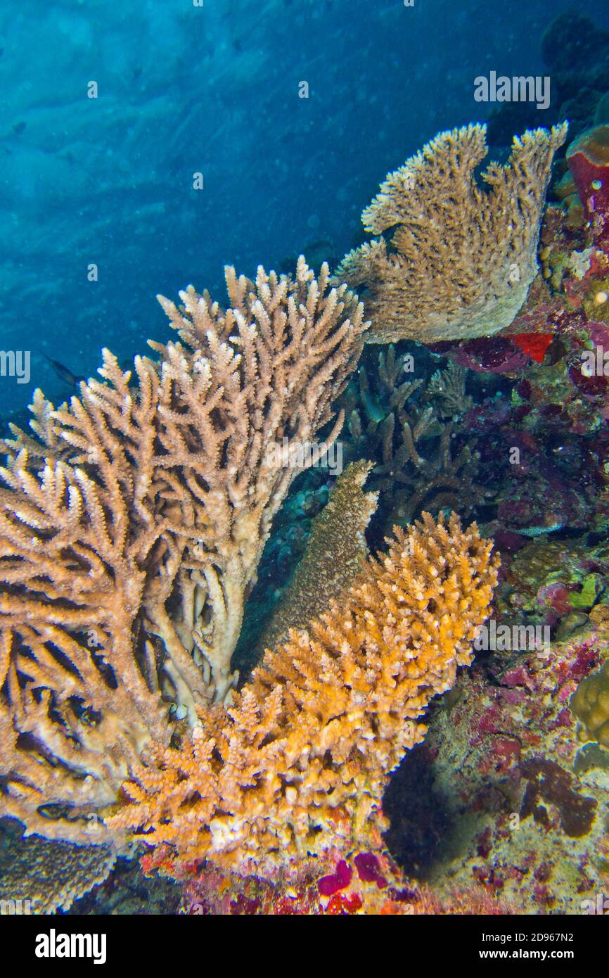 Coralli duri, Coral Reef, edificio reef di corallo, South Ari Atoll, Maldive, Oceano Indiano, in Asia. Foto Stock