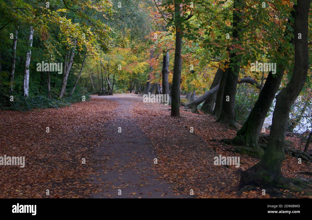 Tipica scena boschiva inglese in autunno con spazio per la copia Foto Stock