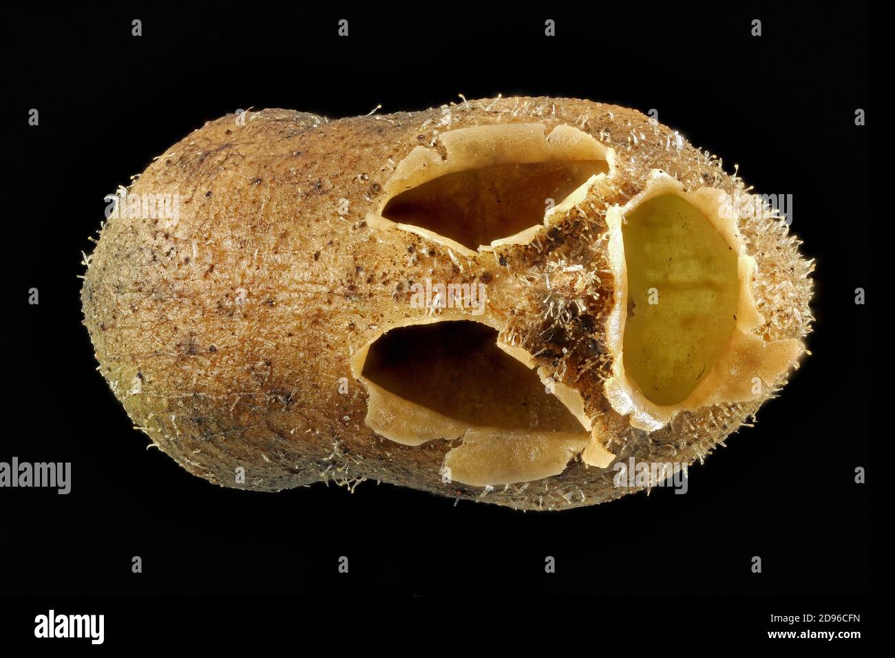 Antirrhinum majus, Snapdragon, Garten-Löwenmaul, primo piano, frutta Foto Stock