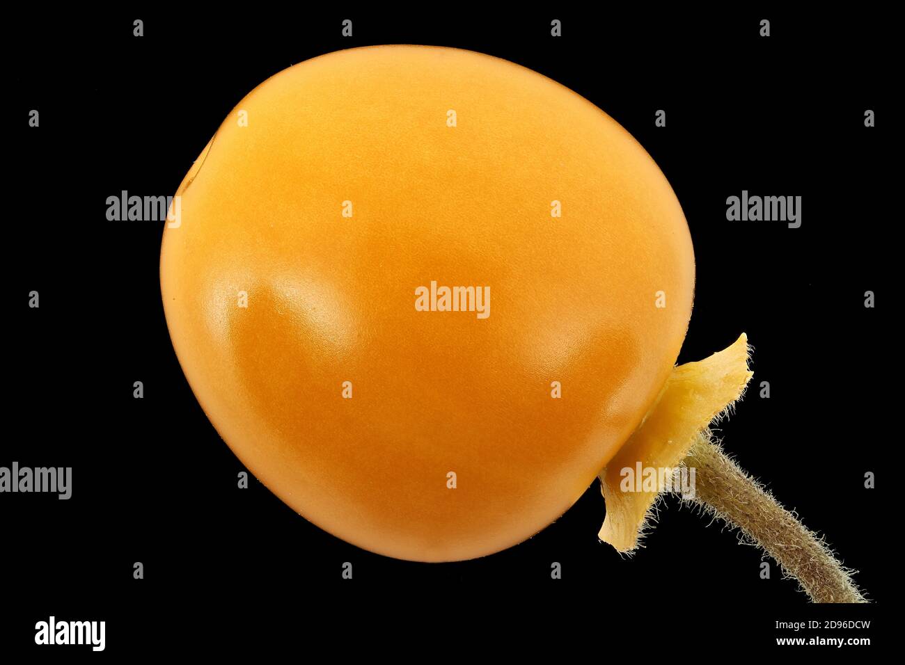 Physalis peruviana, uva spina, Kapstachelbeere, primo piano, frutta (bacca) Foto Stock