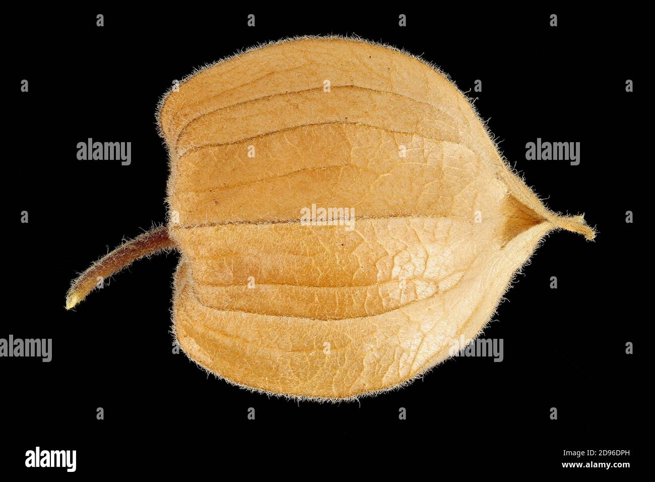 Physalis peruviana, uva spina, Kapstachelbeere, primo piano, calice Foto Stock