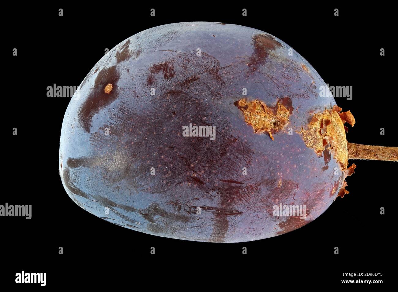 Prunus domestica ssp domestica, prugna europea, Zwetschge, primo piano, frutta Foto Stock