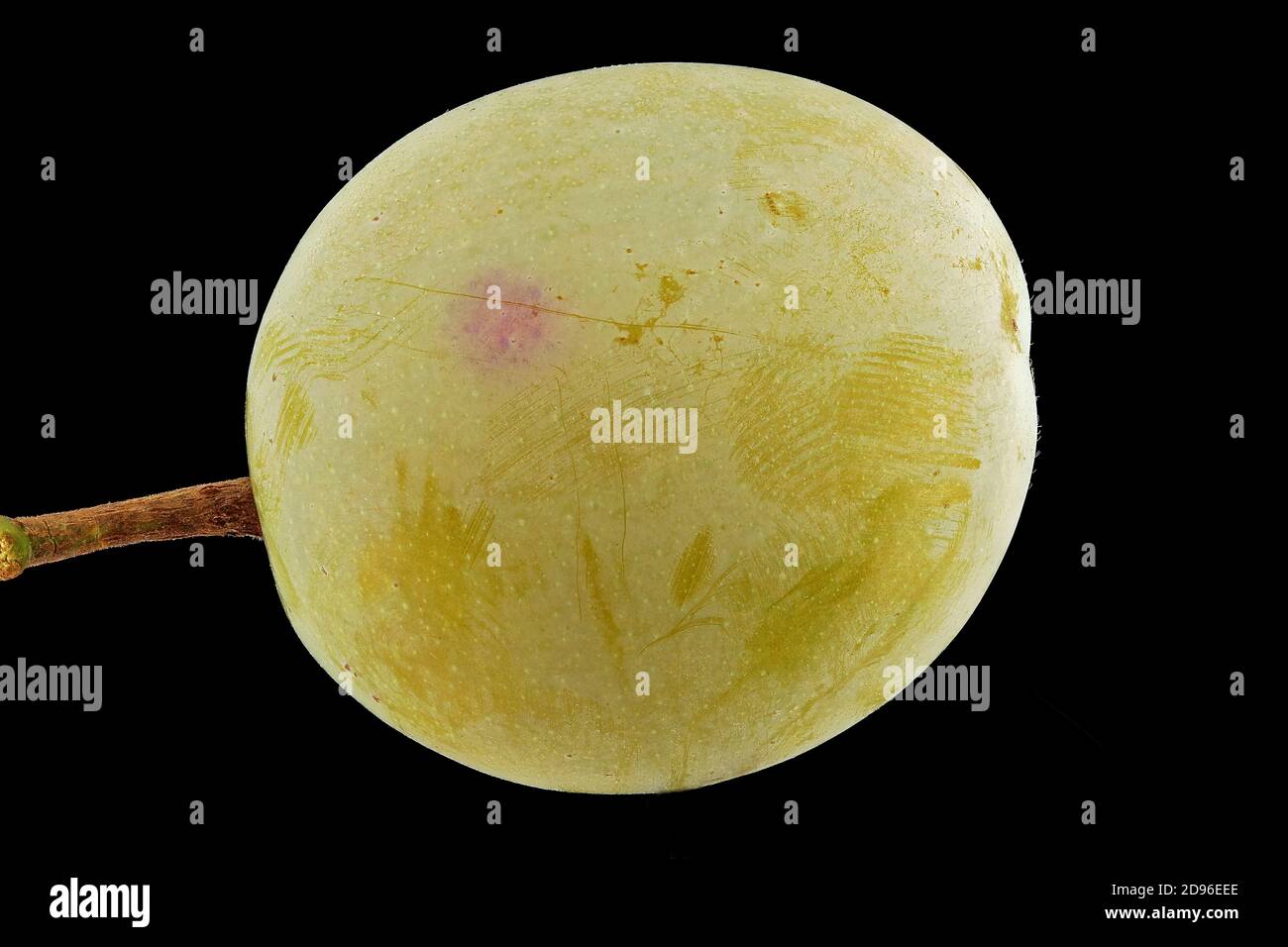 Prunus domestica ssp syriaca, Mirabelle prugne, Mirabelle, primo piano, frutta Foto Stock