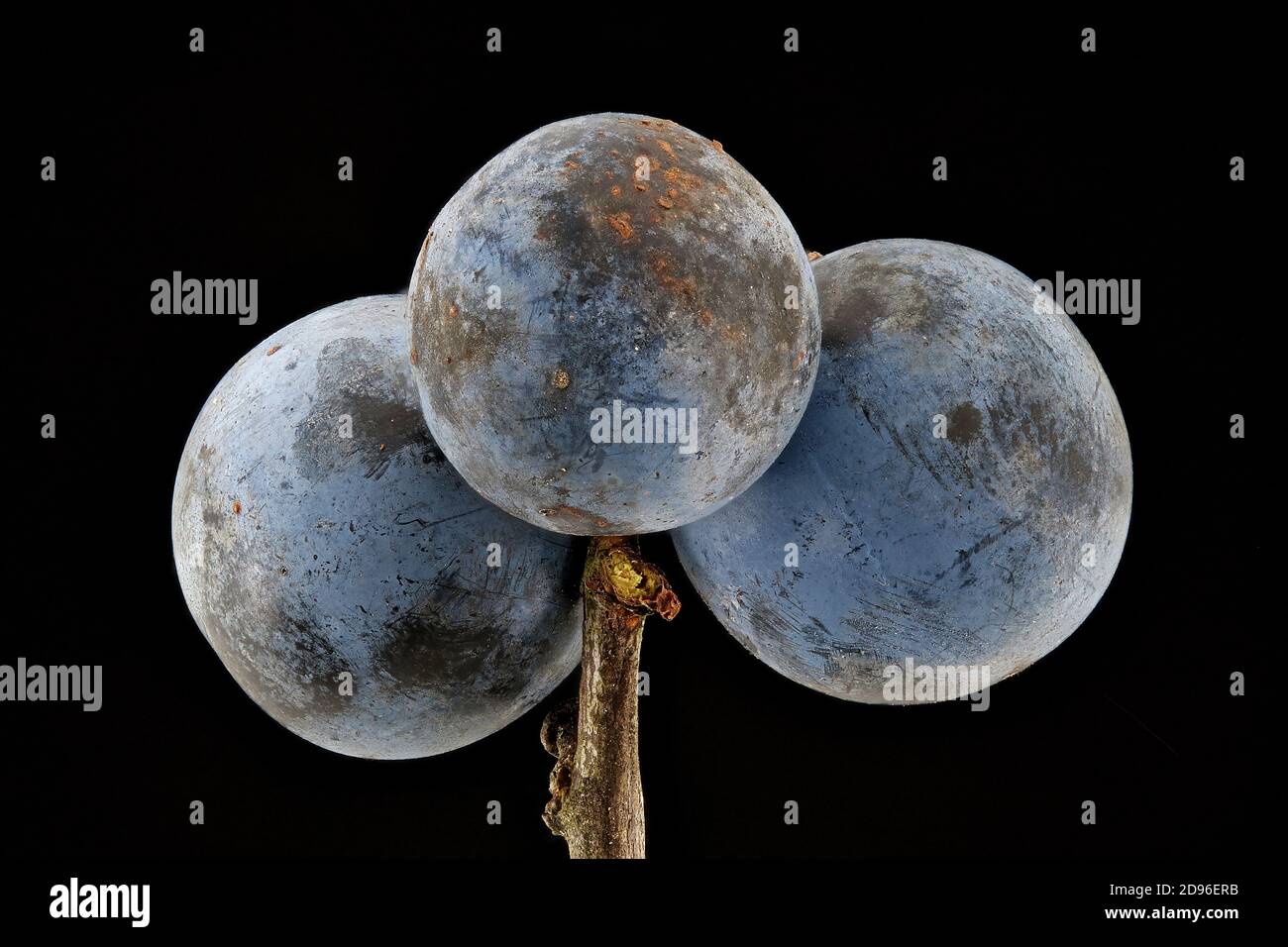 Prunus spinosa, Blackthorn, Sloe, Schlehdorn, Schwarzdorn, primo piano, frutta Foto Stock