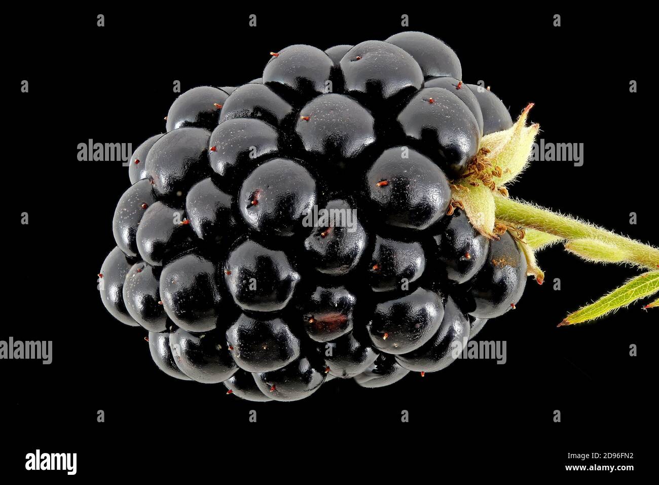 Rubus fruticosus, mora, Brombeere, primo piano, frutta, frutti di bosco Foto Stock