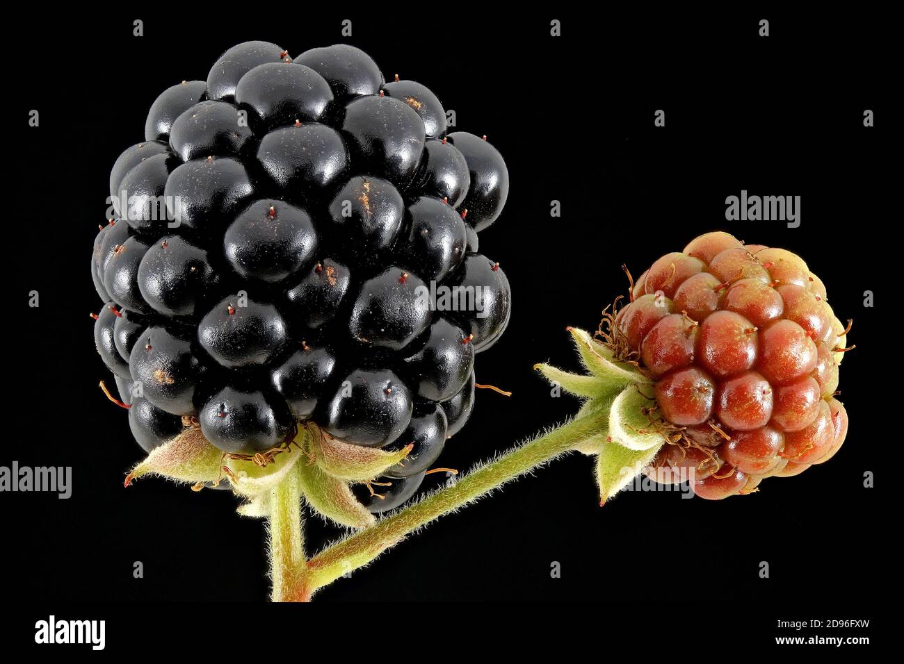Rubus frutticosus, mora, Brombeere, primo piano, frutta, bacche Foto Stock
