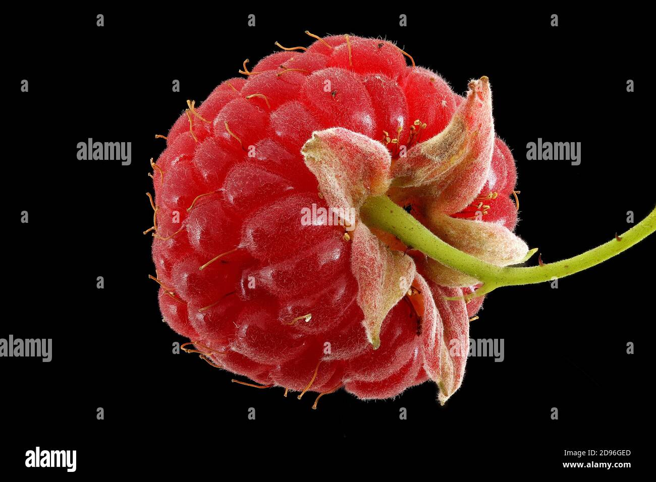 Rubus idaeus, Raspberry, Himbeere, primo piano, frutta, frutti di bosco Foto Stock
