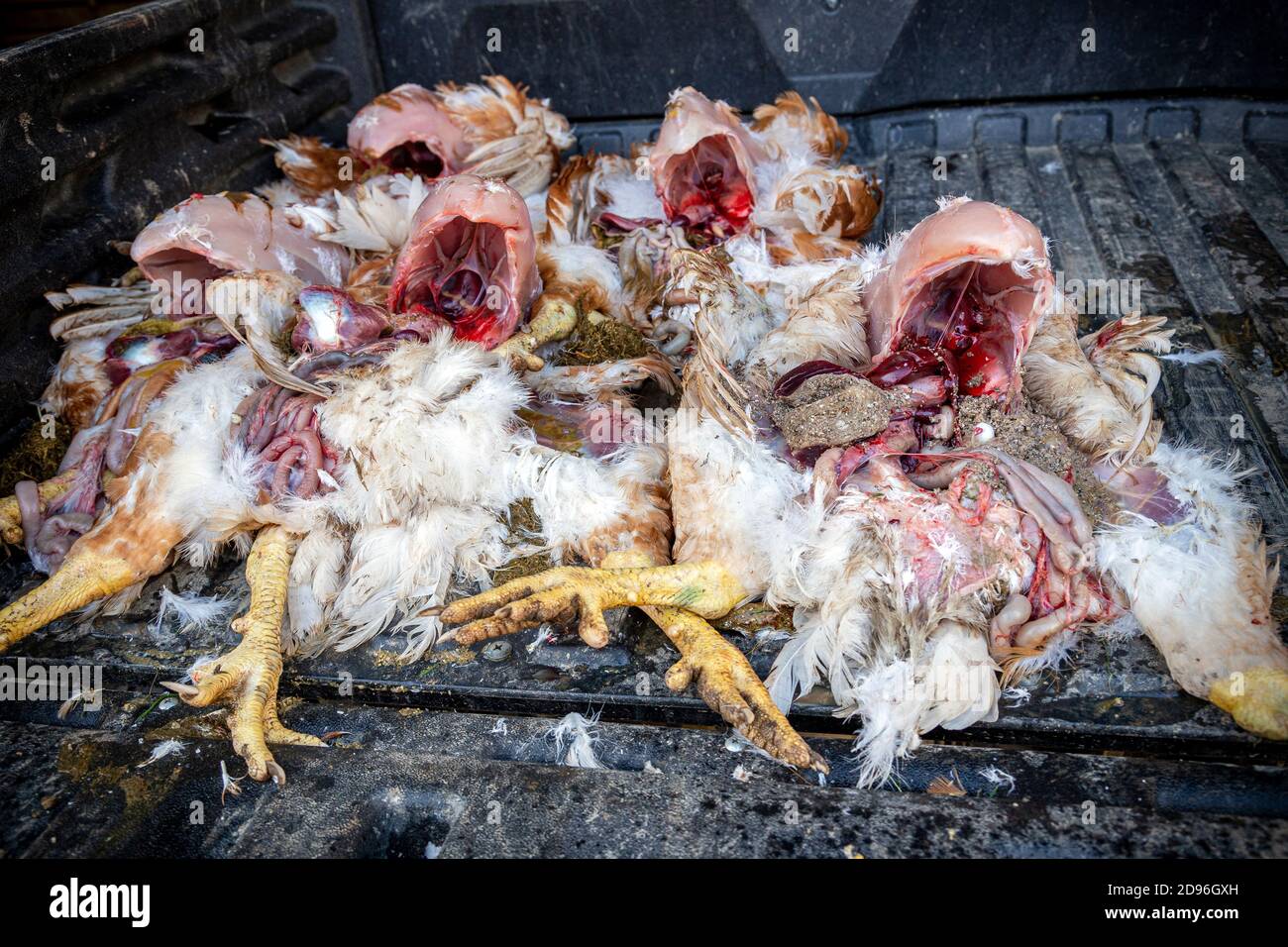 Pollo - uccello, Halal, Kosher, macellaio, animale, corpo animale, parte del corpo animale, sistema digestivo animale, uovo animale, testa animale, intestino animale, Foto Stock
