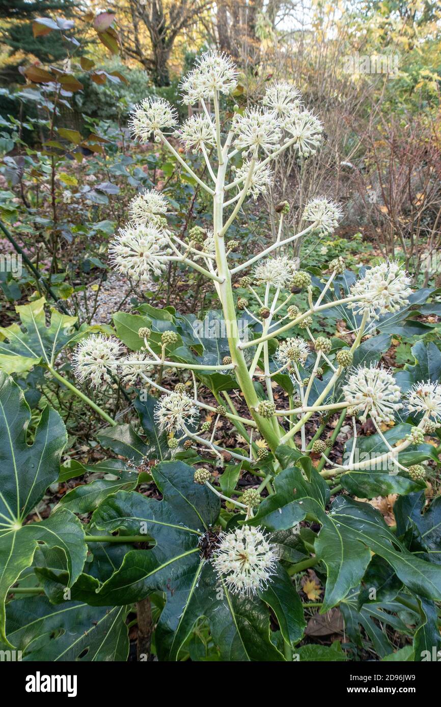 Fatsia Japonica in fiore, novembre 2020 in un giardino Devon, South West England giardinaggio Foto Stock