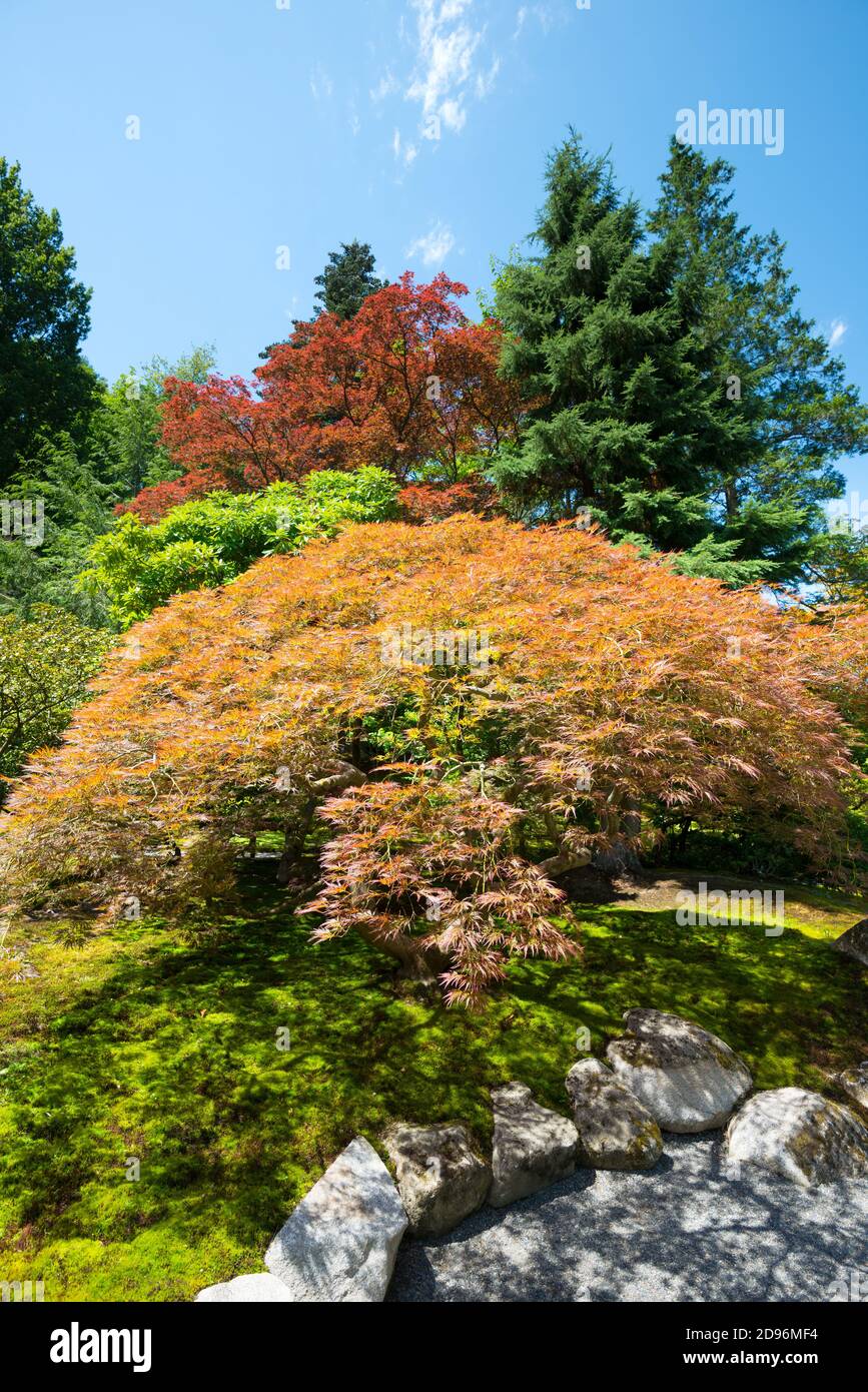 Giardino Giapponese al Washington Park Arboretum, Seattle, Washington state, Stati Uniti Foto Stock