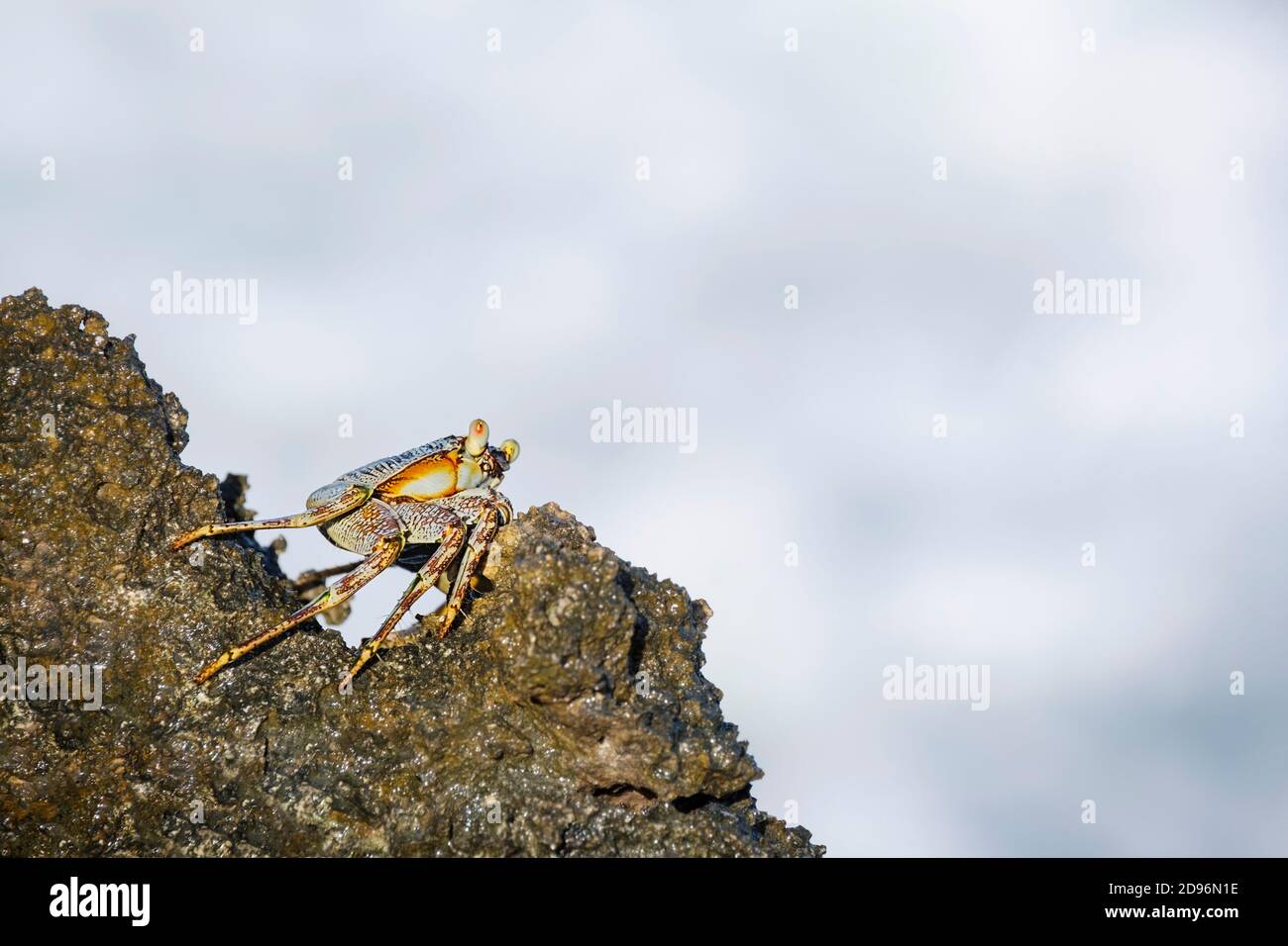 Il granchio roccioso si tiene sulle scogliere rocciose. Zanzibar, Tanzania, Africa Foto Stock