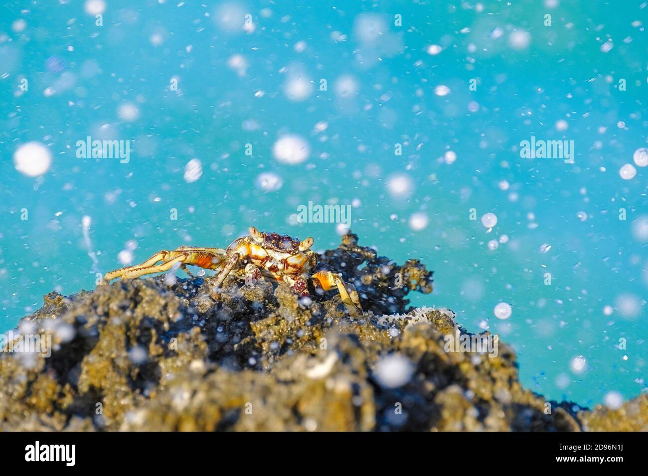 Il granchio di roccia si tiene su una scogliera su una spiaggia. Zanzibar, Tanzania, Africa Foto Stock