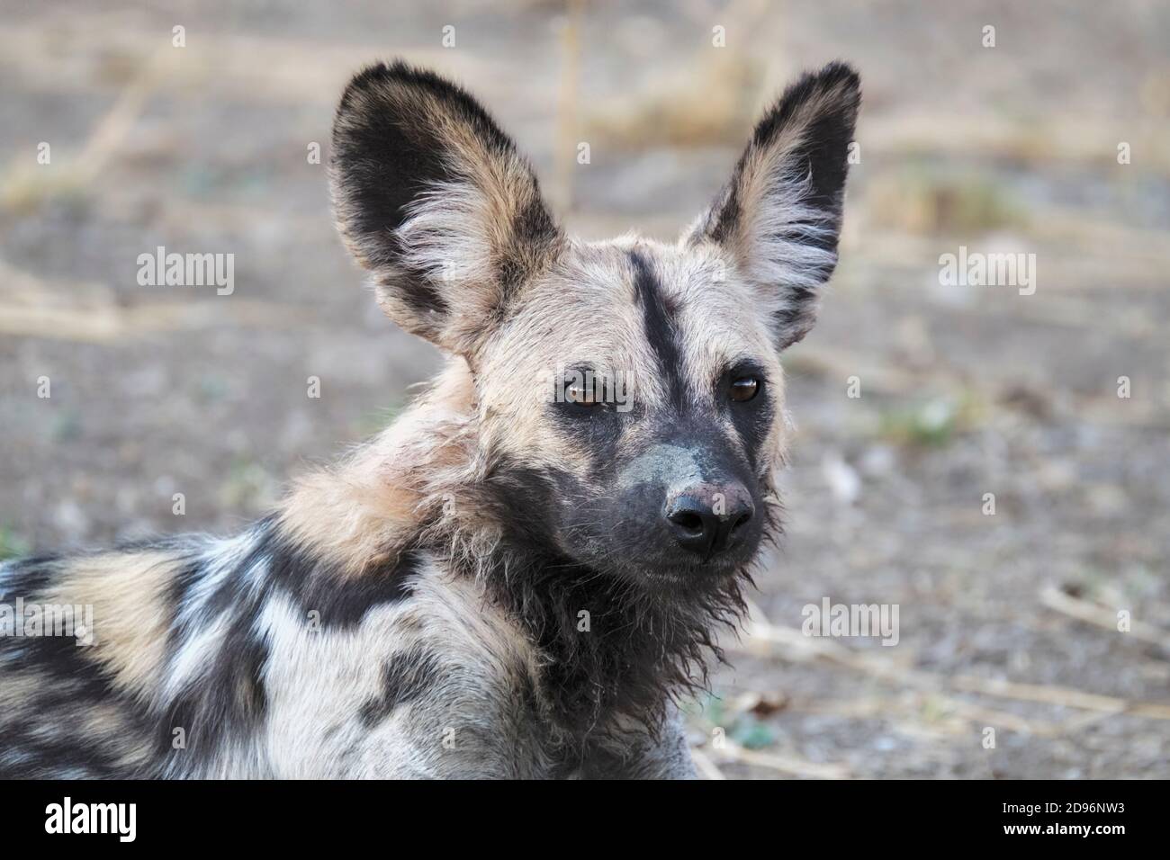 African Wild Dog, Lycaon Pictus, closeup vista frontale della sua faccia. South Luangwa National Park, Zambia, Africa. Foto Stock